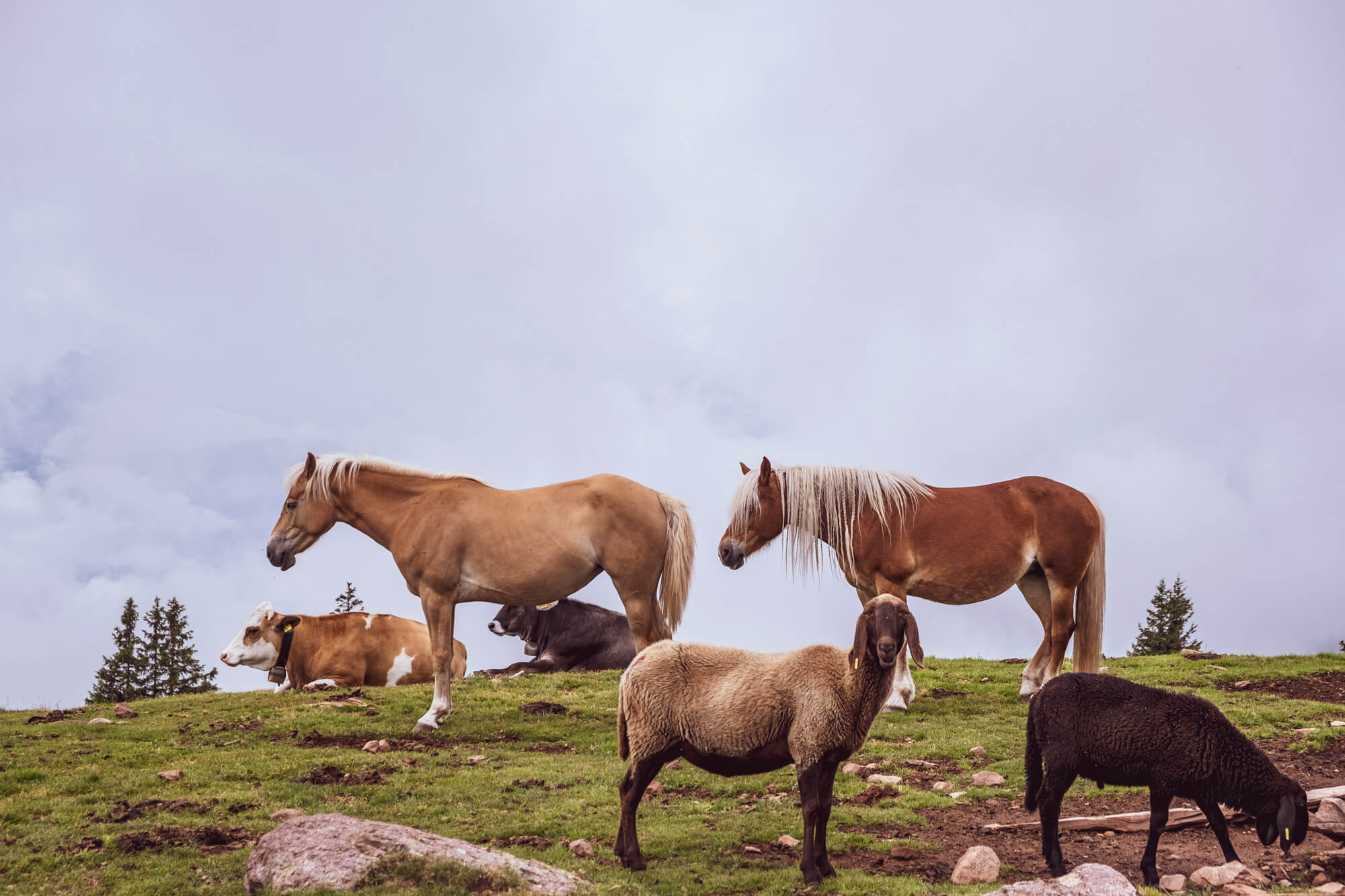 Katja Nitsche Fotografie – Berge, Alpenüberquerung, Fernwanderweg E5